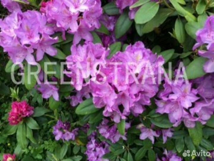 Рододендрон катевбинский Grandiflorum