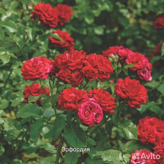 Розы кустовые, английские