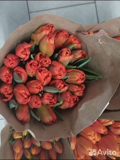 Луковицы тюльпанов