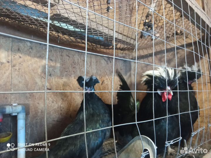 Куры петухи