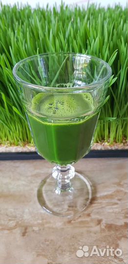 Витграсс для восстановление организма