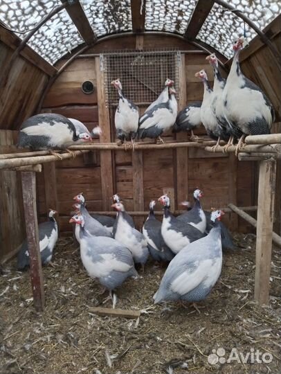 Цесари. ия цесарки