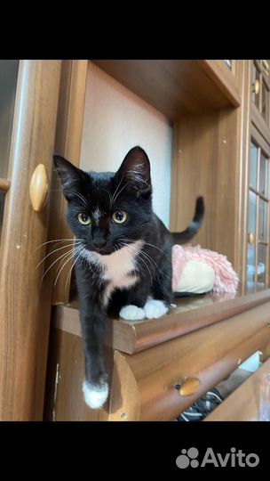 Котёнок (девочка 2,5 мес)