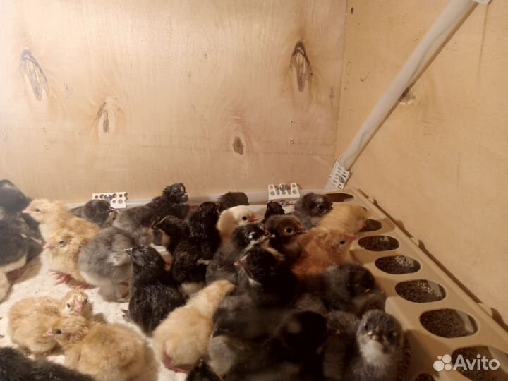 Продам цыплят
