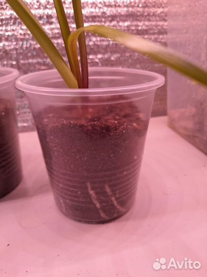 Гипиаструм