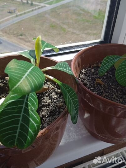 Молочай в античном горшке