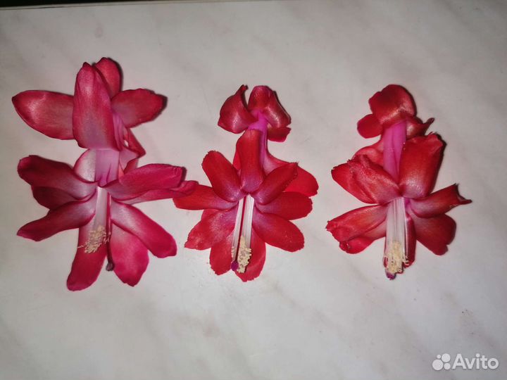 Декабрист шлюмбергера, пеларгонии, фиалки