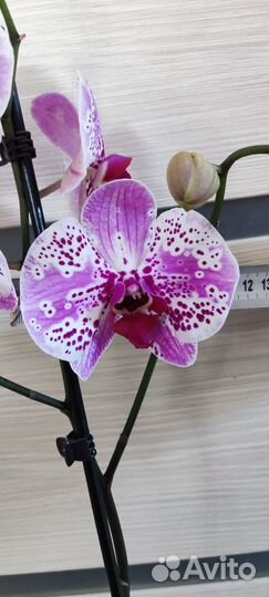 Орхидея фаленопсис