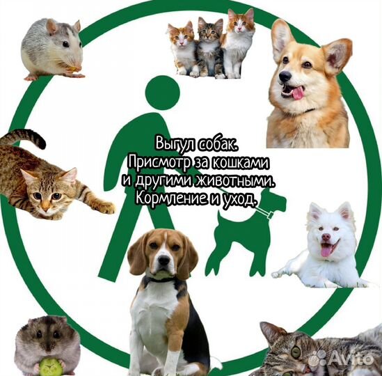 Выгул собак, зооняня, зоотакси