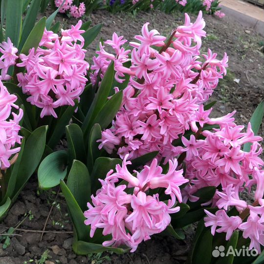 Декоративные растения для сада