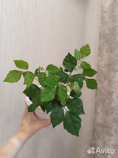 Сансевиерия, циссус