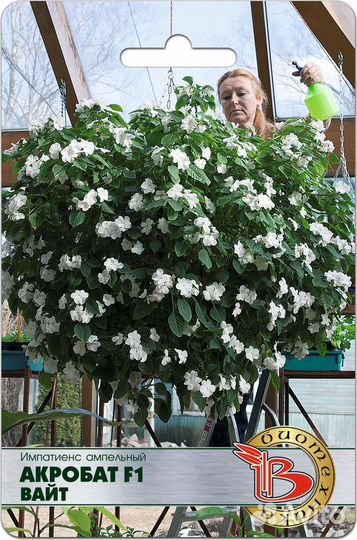 Импатиенс ампельный (бальзамин)