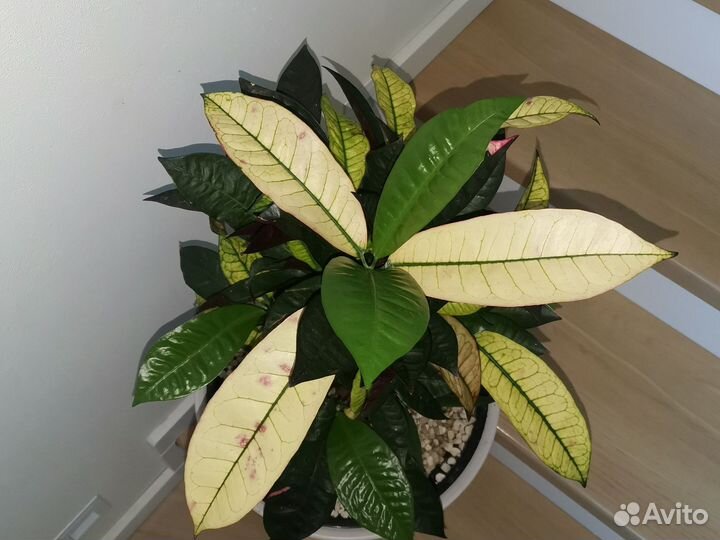 Кодениум (кротон) Миссис Айстон, 90 см
