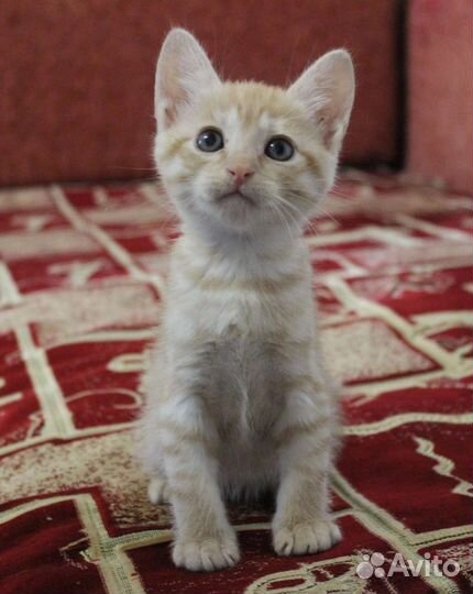 Рыжий котенок