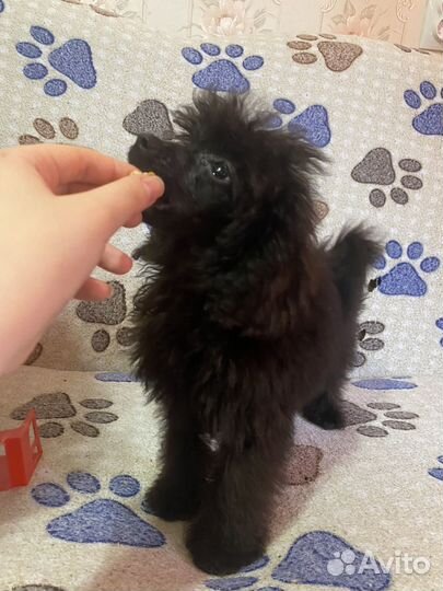 Мальчик тойка - 25тыс