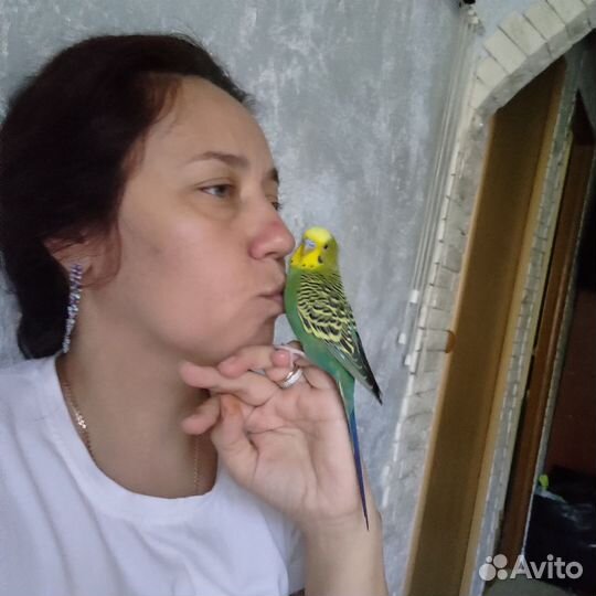 Ручной говорящий попугай