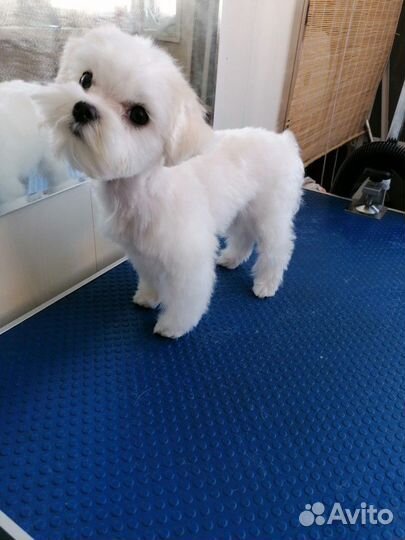 Стрижка собак и кошек, выезд на дом, передержка