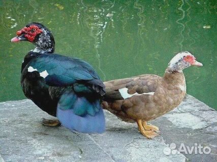 Продам утаков и уточек Шипунов на племя