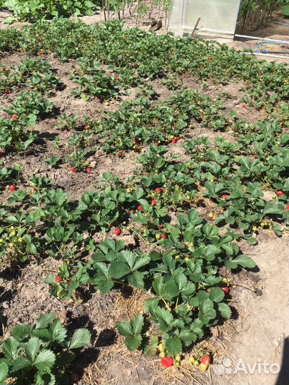 Рассада ремонтантной клубники из Голландии