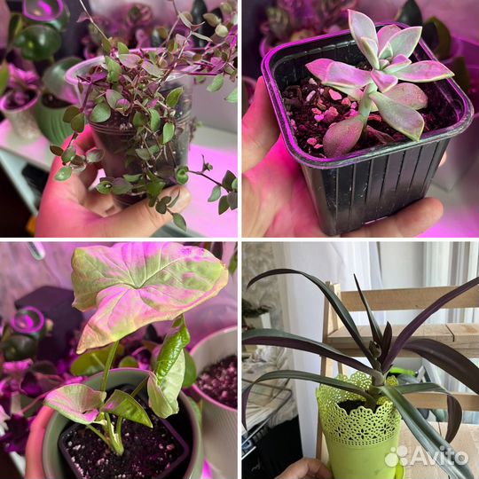 Комнатные цветы