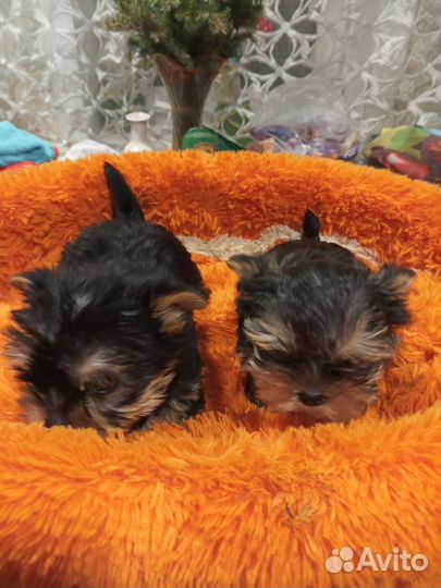 Йоркширский терьер щенки