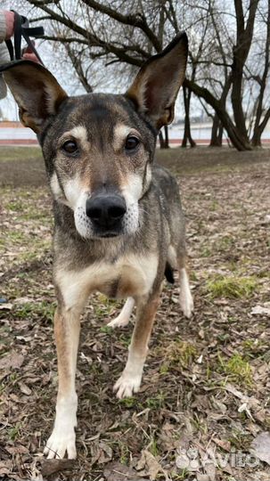 Милейший пес Гек из приюта