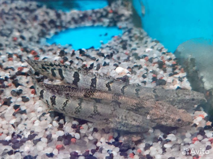 Аквариумные рыбки