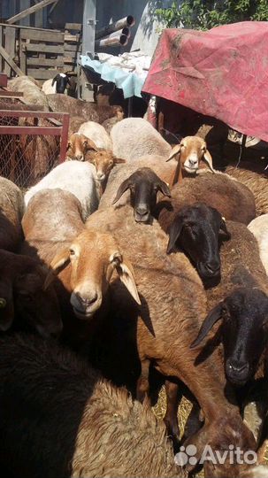 Овцы Бараны Эдильбаевские