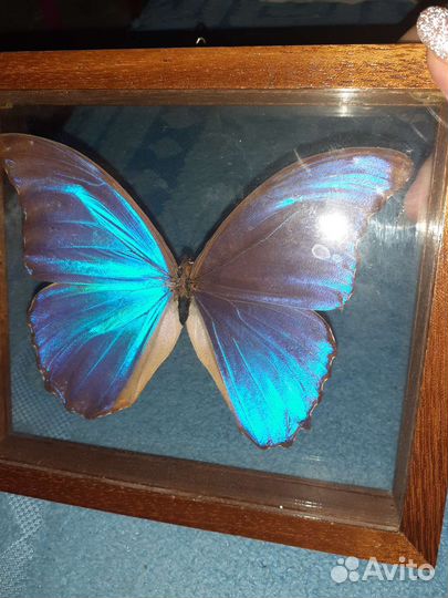 Бабочка Морфо Менелай под стеклом из Бразилии