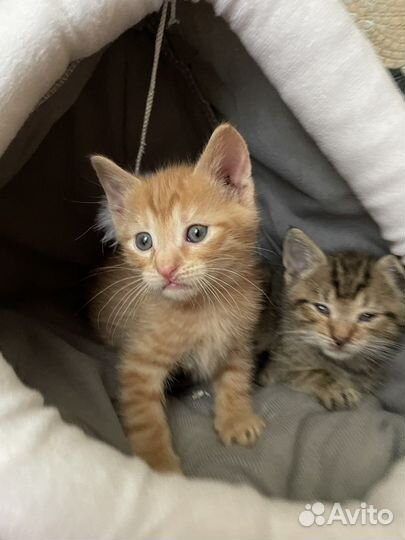 Рыжий котенок мальчик