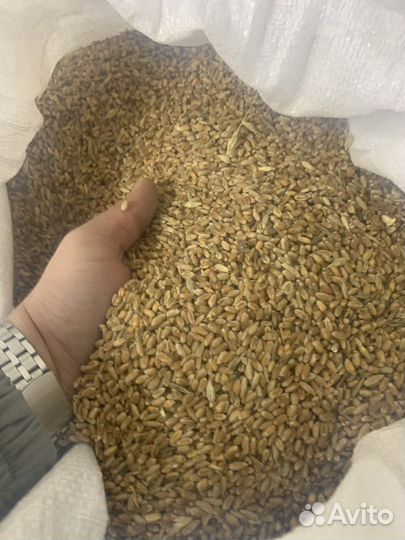 Пшеница, ячмень, кукуруза