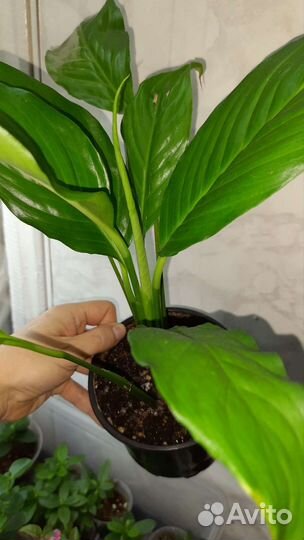 Каланхоэ цветущий, спатифилум (женское счастье)