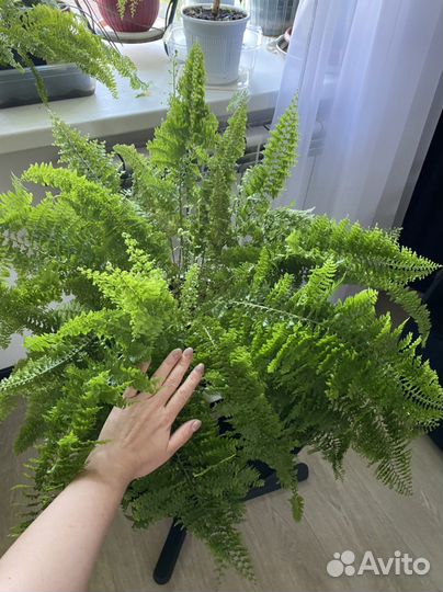 Папоротник