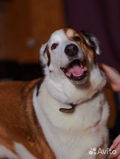 Большой и добрый пес по имени рэкс