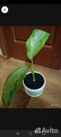 Аглаонема Сильвер Бей