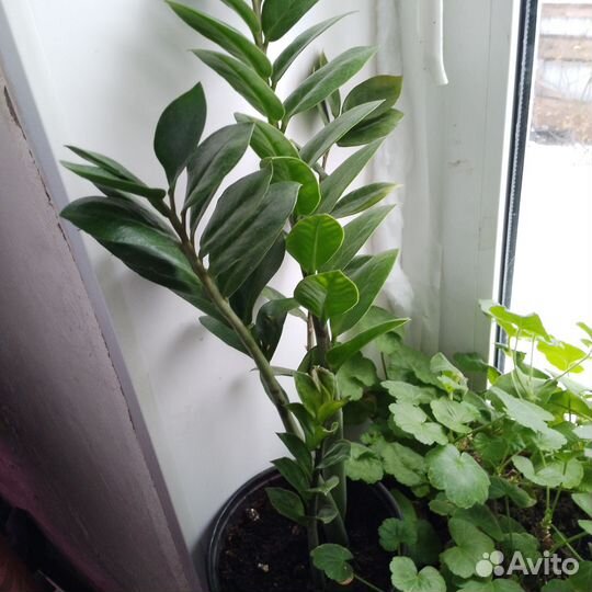 Замиокулькас