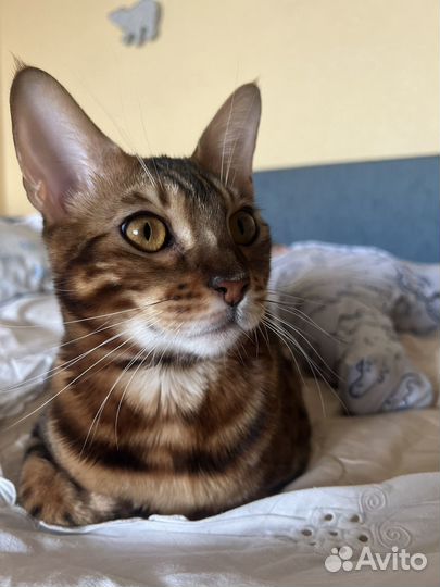 Бенгальский кот бесплатно