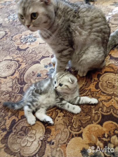 Британские вислоухие котята