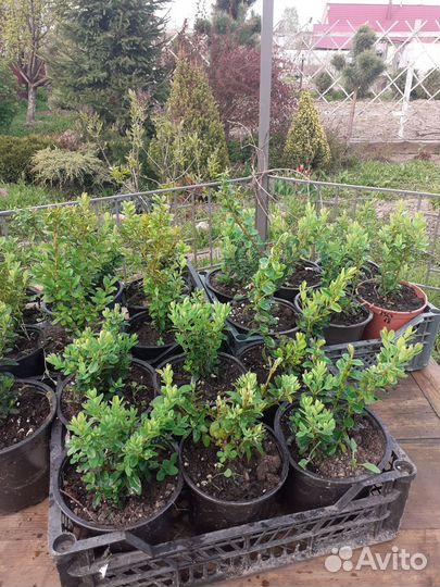 Саженцы самшита