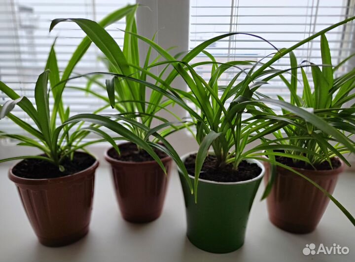 Хлорофитум