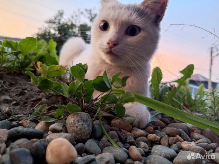 Котики бесплатно в добрые руки