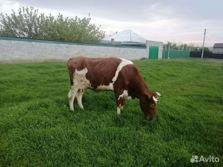 Коровы дойные молочные
