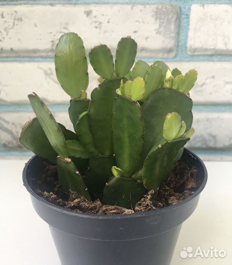 Декабрист Рипсалидопсис зацветает