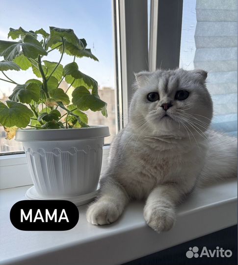 Британские котята