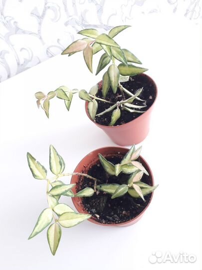 Хойя Белла (вариегатная)