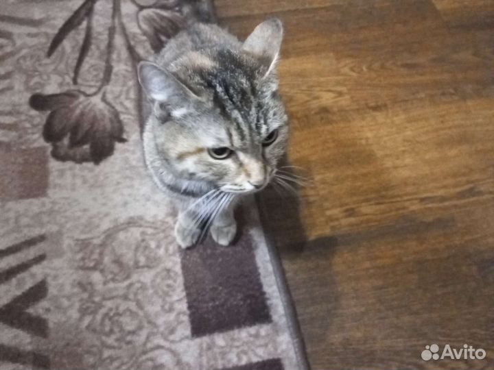 Кошки в добрые руки бесплатно