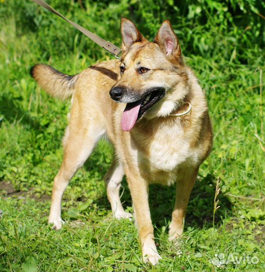 Собака в добрые руки