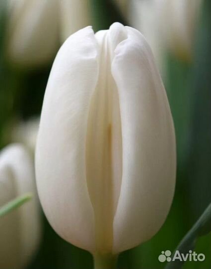 Луковицы тюльпанов Альбатрос