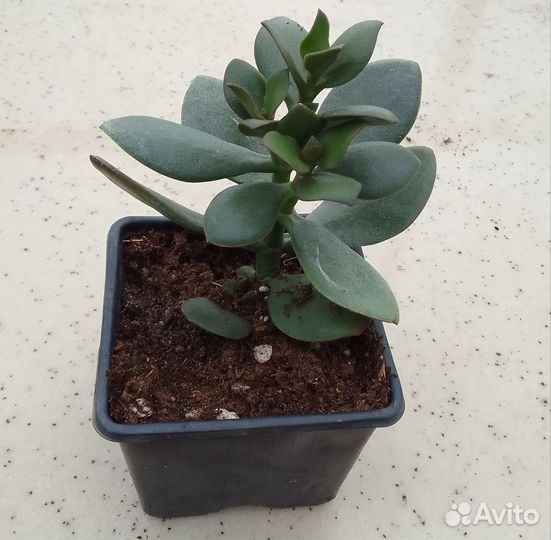 Крассула хоббит, эхиверия, крестовник роули