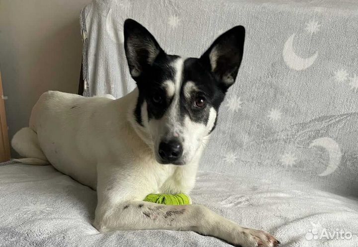 Собака инвалид в добрые руки бесплатно